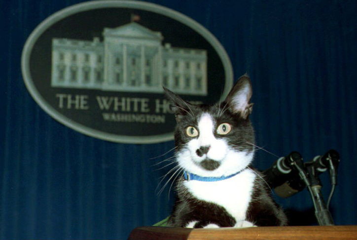 cat at podium