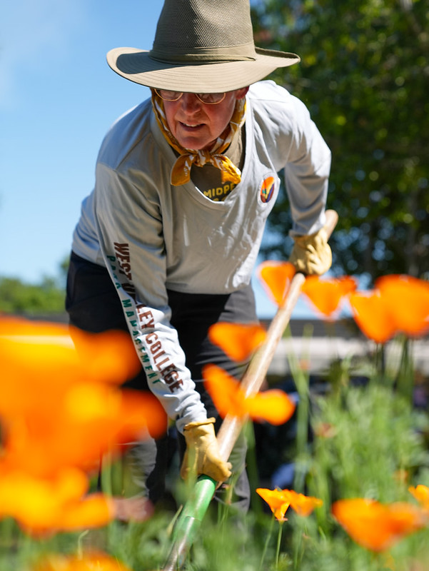 park management student working on the field with blurred out orange poppies in front of her