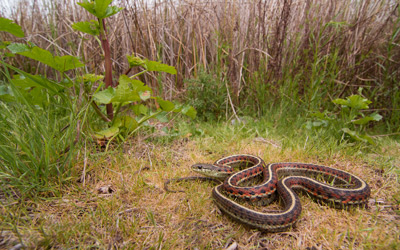 Western Terrestrial Garter Snake